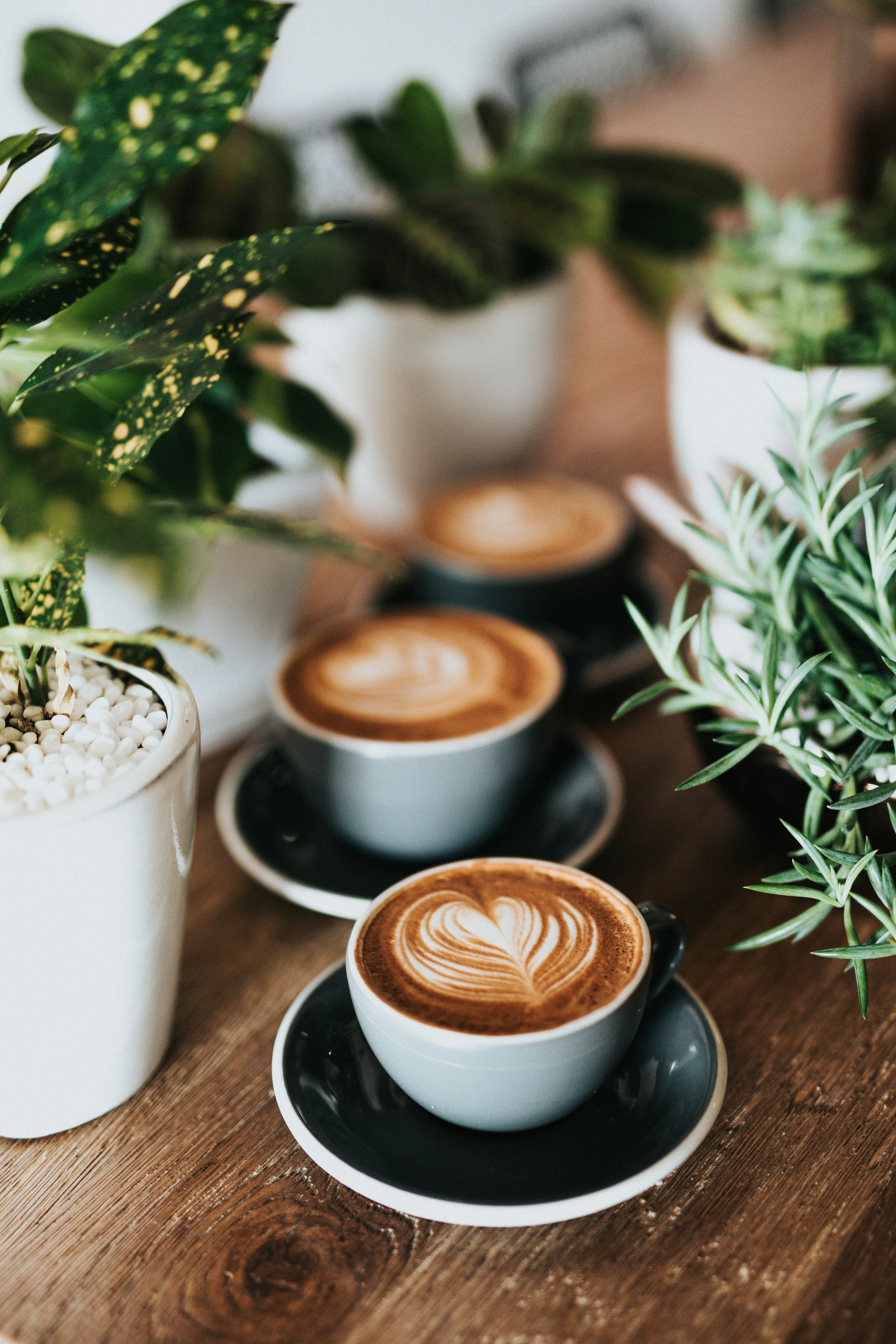 Lula's Coffee Co. logo
